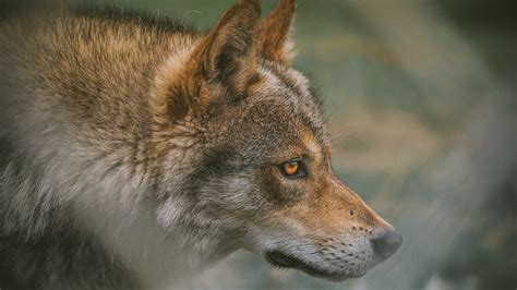 are there wolves in china